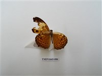 藏品(黃襟蛺蝶)的圖片